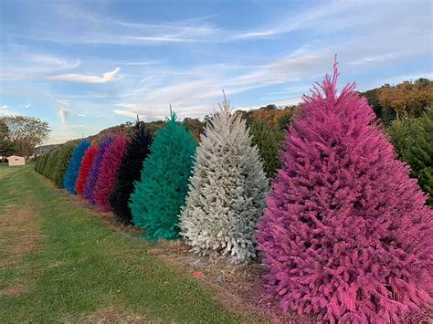 You Can Get A Brightly Colored Christmas Tree From This Nj Farm