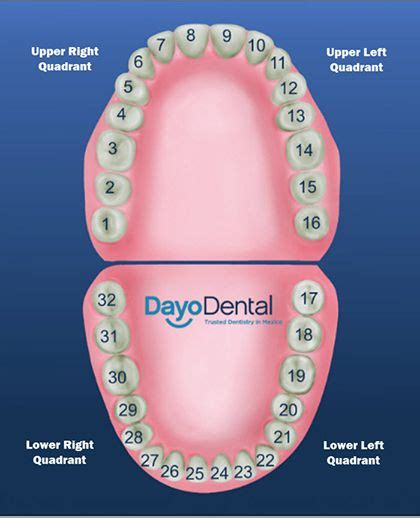 Teeth Numbering Chart Dental Assistant Ts Dental Teeth Dental