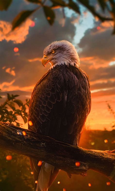 Eagle 4k Wallpapers Top Free Eagle 4k Backgrounds Wallpaperaccess