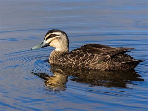 Pacific Black Duck Anas Superciliosa Forde Act Austral Flickr