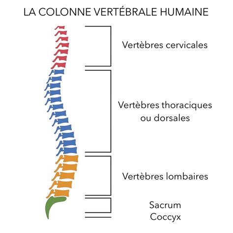 C1, c2, c3 forman las ramas mastoidea auricular cervical transversa c3, c4 forman las ramas: Vertèbres cervicales : définition, fonction, douleurs ...