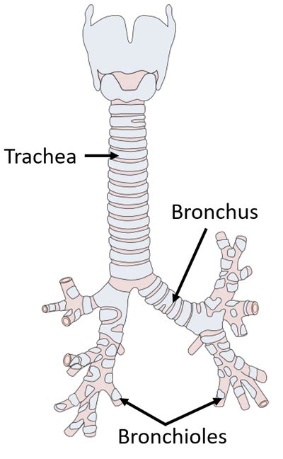 Bronchus Key Stage Wiki
