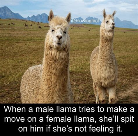 The Best Llama Memes Memedroid