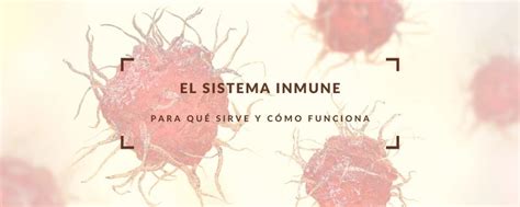 Aprende Cómo Funciona El Sistema Inmune
