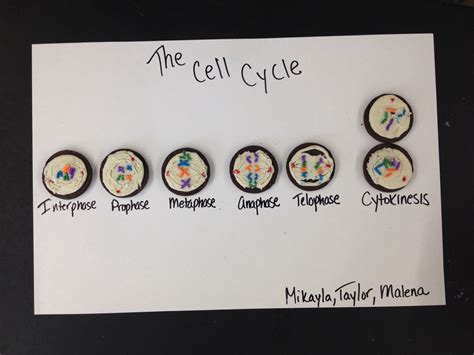 Cell Cyclemitosis Model Oreo Cookies Sprinkles Nonpareils And Toothpicks For Drawing Lines