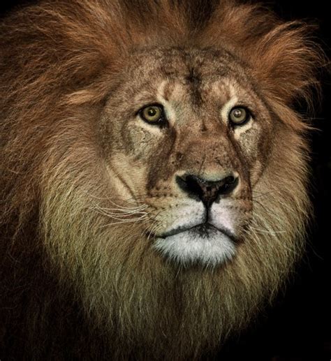 Lion Portrait — Stock Photo © Markrhiggins 18285755
