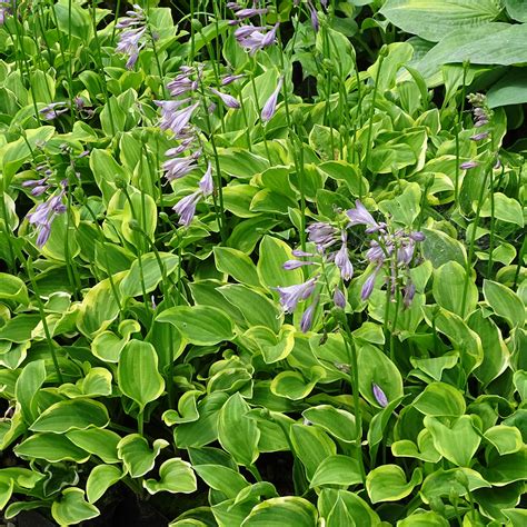 Hosta Golden Tiara Un Beau Feuillage Vert Marginé De Doré