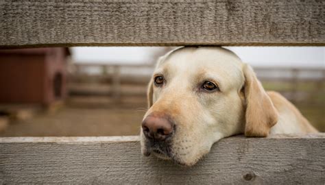 Interview How To Deal With Separation Anxiety In Dogs