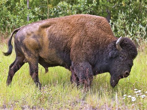 Pwnhc Steppe Bison