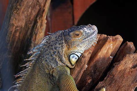 Wallpaper Lizard Iguana Reptile Hd Widescreen High Definition
