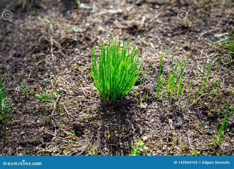 First Spring Sprouts Green Grass Stock Image Image Of Healthy Abstract 143564163