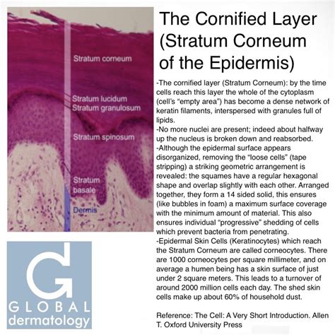 Global Dermatology Cornified Layer Stratum Corneum Instagram