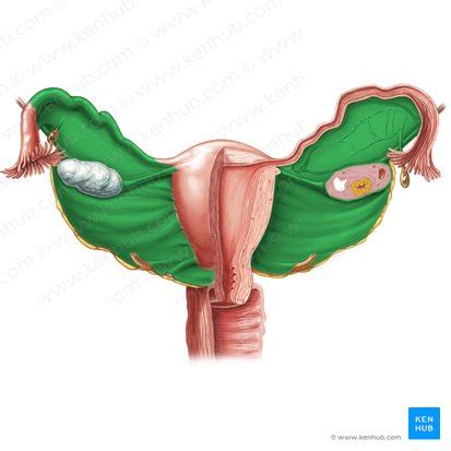 Arteria Uterina Anatom A Ramas Irrigaci N Kenhub