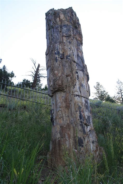 Img2869 Petrified Tree Yellowstone National Park Petrifie Flickr