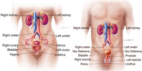Urinary Tract Infectionuti Symptoms Diagnosis And Treatment Urology