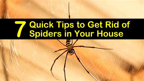 7 Quick Tips To Get Rid Of Spiders In Your House 2022
