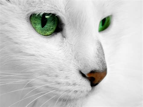 White Cat Wallpapers Top Free White Cat Backgrounds Wallpaperaccess