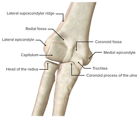 Skeletal Anatomy Of The Elbow