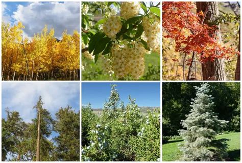 21 Native Colorado Trees To Plant Or Admire In The Wild