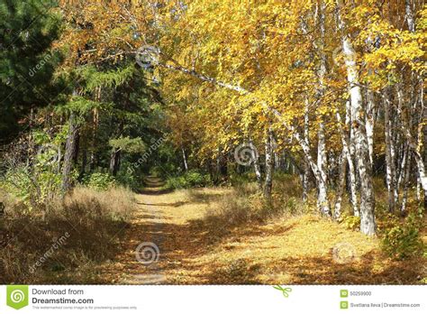 Gold Autumn Landscape Path In A Mixed Forest Stock Photo Image Of