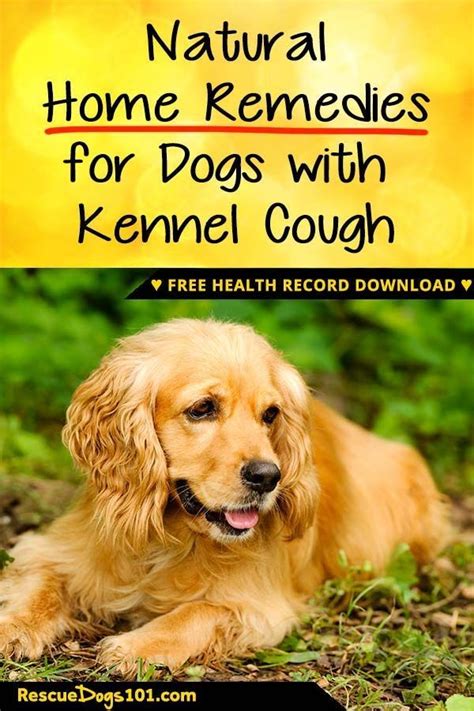 Easy And Natural Home Remedies For Kennel Cough Artofit