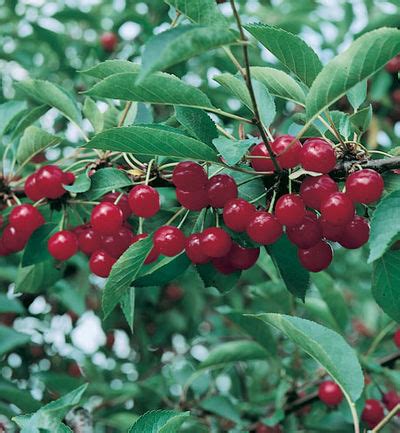 I live in wisconsin and grow several tart cherry varieties. Prunus cerasus 'Montmorency' Montmorency Cherry from ...