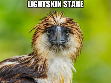 Lightskin Stare Philippine Eagle Imgflip