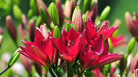 Pink Lily Flowers Buds Blur Background Hd Flowers Wallpapers Hd