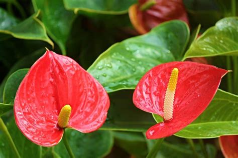 Caring For Anthurium Plants The Blooming Jungle