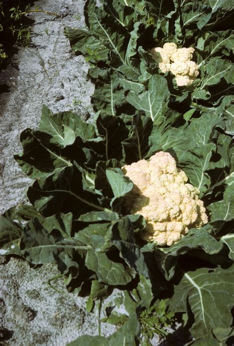 Brassica Oleracea Brassicaceae