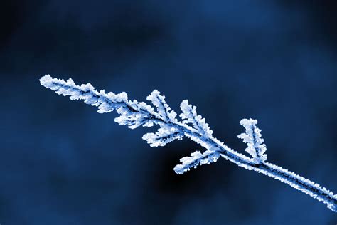 Wallpaper Sky Snow Winter Branch Blue Cold Frost Freezing