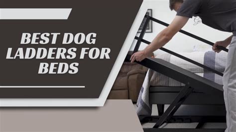 24 Best Dog Ladders For Beds 2024 Make Your Canine Happy
