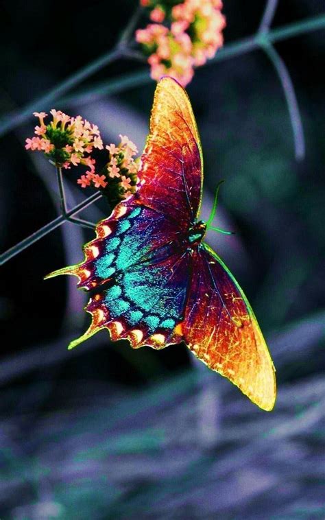 Pin By 🦋lina🦋 On Earth Beautiful Butterfly Photography Most