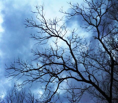 Wallpaper Blue Trees Winter Ohio Sky Painterly Tree Silhouette