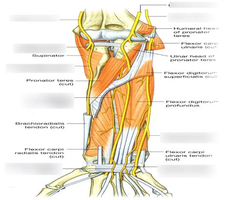 Nerves In Forearm Diagram Quizlet