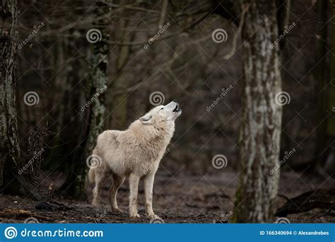 White Wolf In The Forest Stock Photo Image Of Black 166340694
