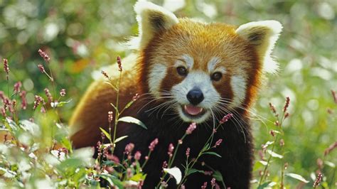 Red Panda Wallpapers 63 Images