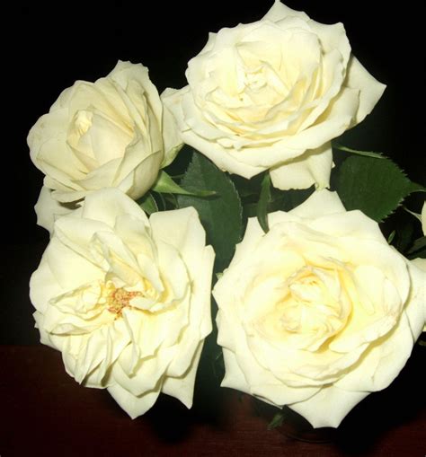 4 Cream Roses Free Photo Download Freeimages