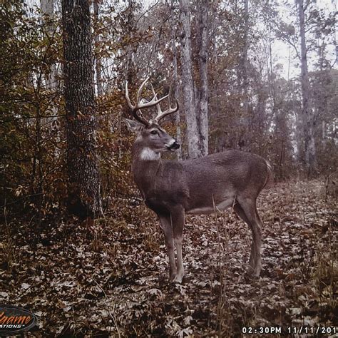 Whitetail Deer Hunting - TN - Trips4Trade
