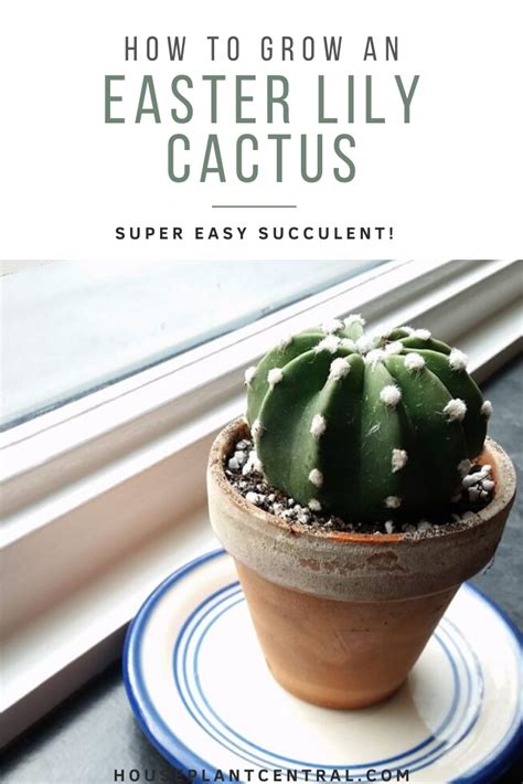Growing up, i don't remember anyone in my family ever buying easter lilies. Echinopsis subdenudata | Easter lily cactus care & info ...