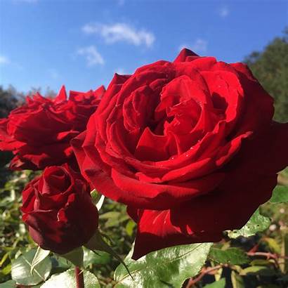 Ingrid Bergman Rose Roses Modern Bush Special