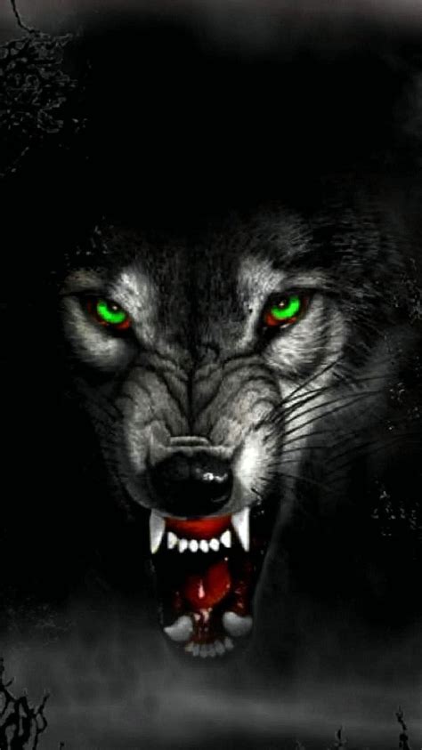 Wolf Hd Wallpapers Angry Wolf Background Images