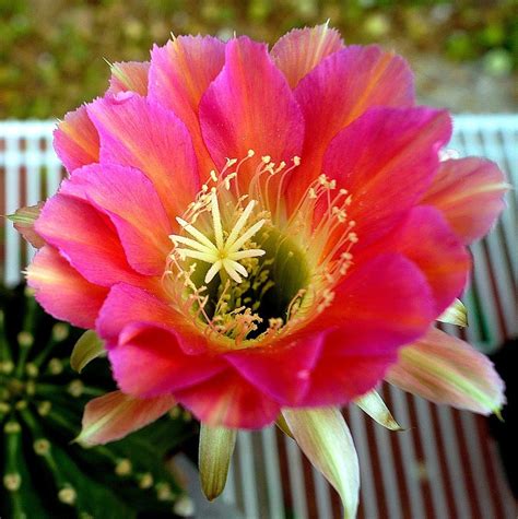 They're super easy to grow and first time flowering is exciting because the flower's color my first rainbow burst has an orange flower. Echinopsis Echinobivia Hybrid Cactus Large Plant-Rainbow ...