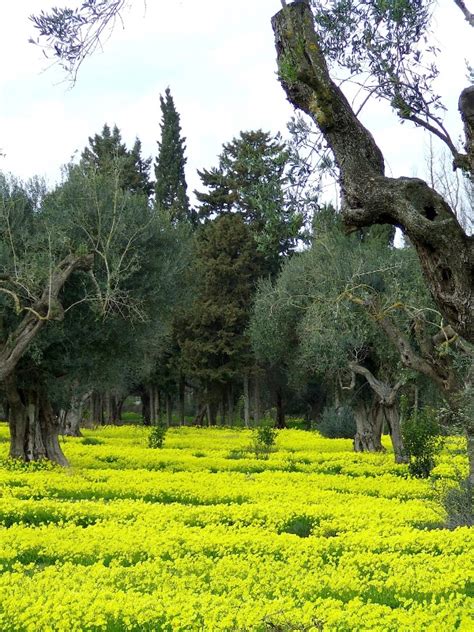 Da ogni fiore del capolino si sviluppa un achenio, frutto secco indeiscente provvisto del caratteristico pappo: Marzo, lo stramaledetto trifoglio giallo | Grandesud.eu