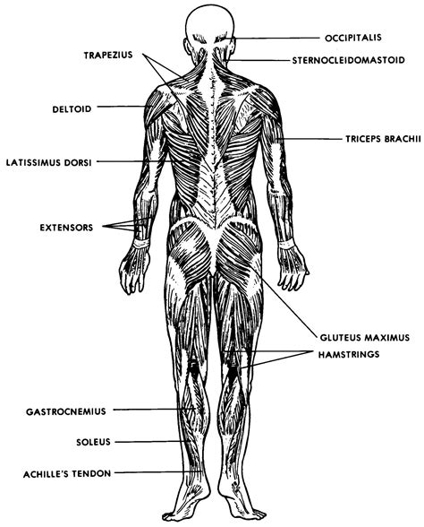 Images 05 Muscular System Basic Human Anatomy