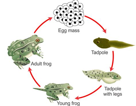 Draw A Labeled Diagram Of The Various Stages In The Lifecycle Of A Frog