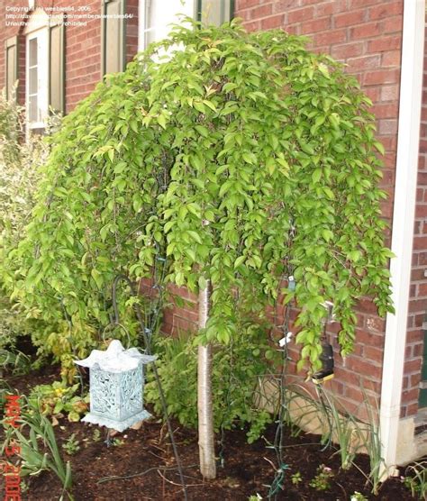 Plantfiles Pictures Weeping Higan Cherry Weeping Cherry Weeping