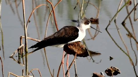 Black Winged Stilt（himantopus Himantopus）黑翅長腳鷸 11 6 19 Long Valley