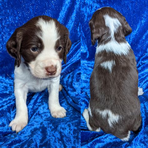 Puppies | Homestead Kennels