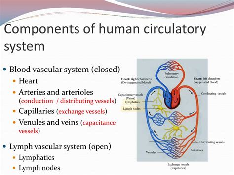 Circulatory System Components